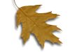 Captcha image 1813